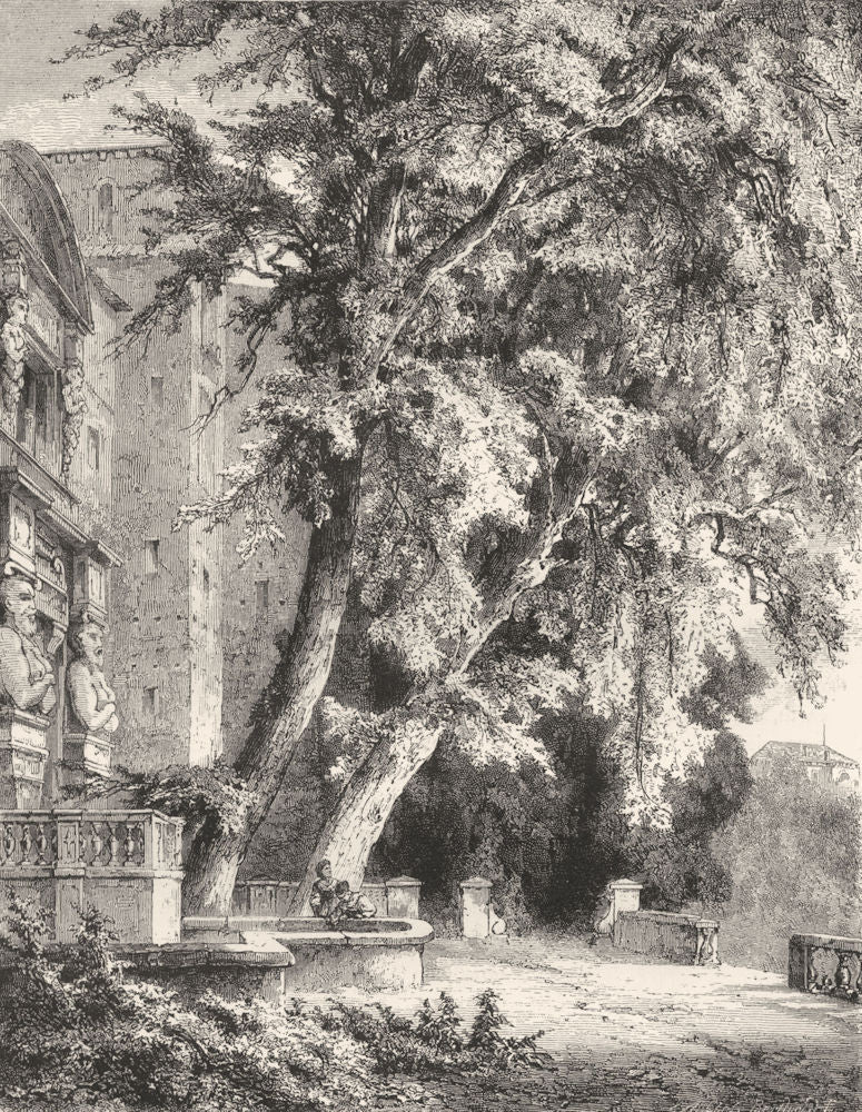 ROME. Old Trees in the Villa D'este 1877 antique vintage print picture